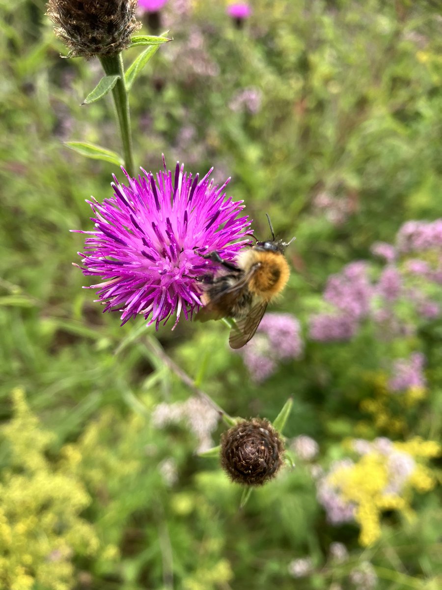 There’s just something about July around our campuses right now…🤔🐝🦋 🌺🌼🌸

#flowers #pollinators #biodiversity