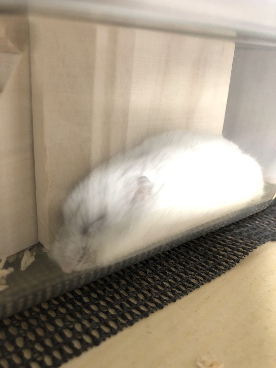 stom105's tweet photo. 今日も熟睡モード💤 https://t.co/Be0IIbubHd