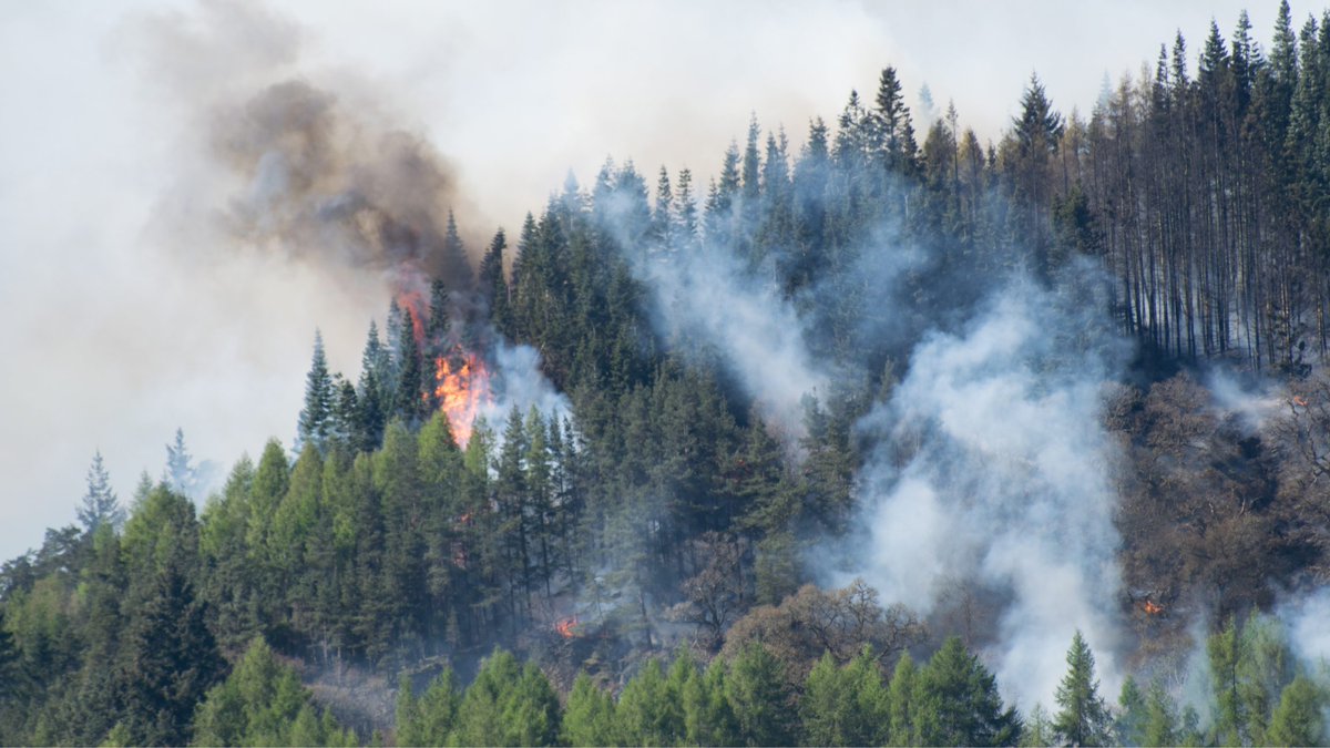 AtmoSud's tweet photo. 🔥 On recense chaque année de nombreux feux de forêts sur le territoire. AtmoSud vous en dit plus sur leur origine, leurs impacts sur la qualité de l'air &amp; la santé et sur les outils de surveillance.🔎
#feudeforet #incendie
👉 https://t.co/mp5OwpRoZV https://t.co/nxWEKUbFKL