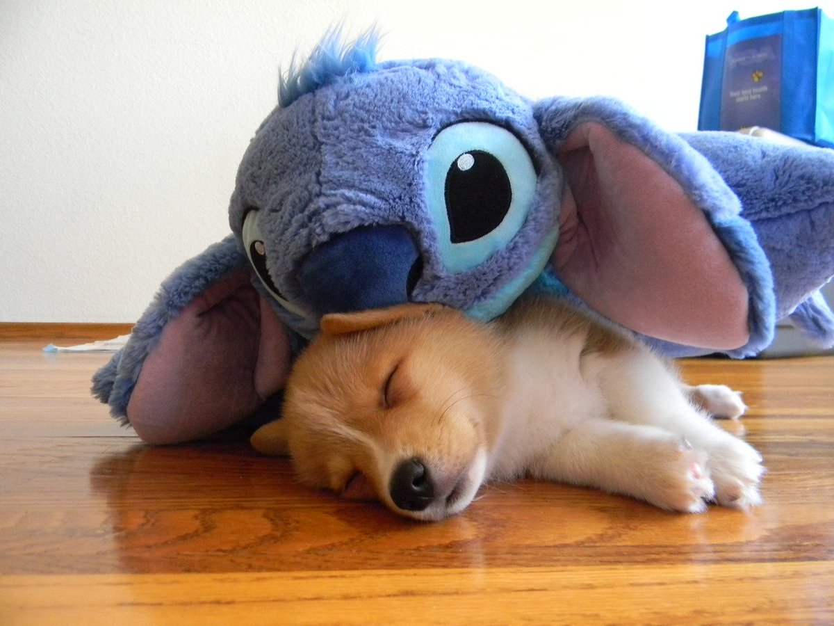 El mejor amigo de este perrito es un Stitch gigante. No se duerme sin él 💙
