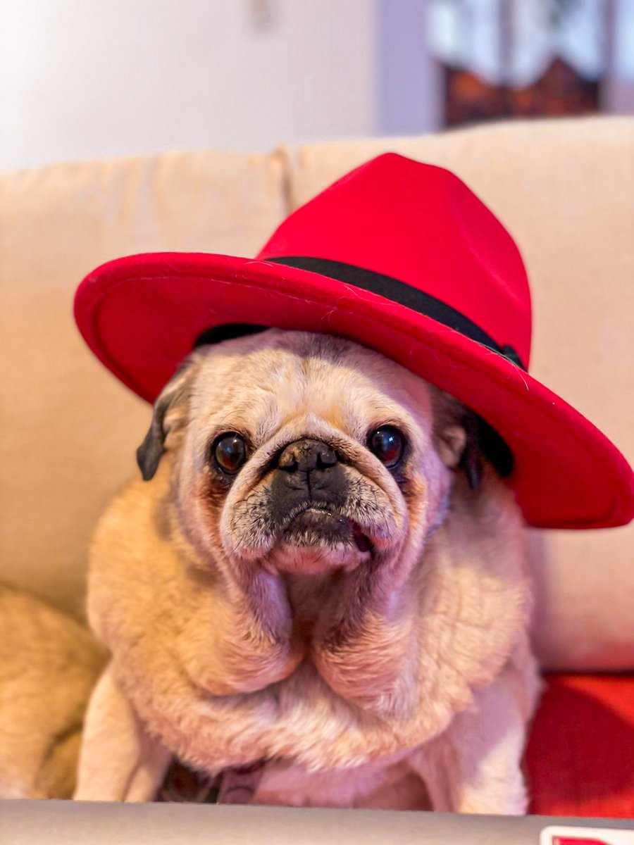 ¡Dicen que quien tiene un amigo lo tiene todo! ✨ En este Día del Amigo celebramos a aquellos que son incondicionales y nos acompañan hasta en el trabajo. Ellos también son parte de nuestra comunidad #OpenSource. ♥️ Sigue el hilo y conócelos.