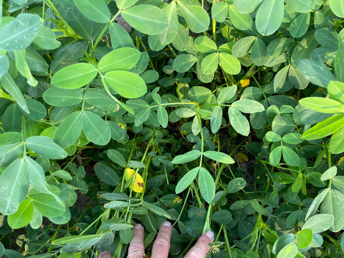 uniumbioscience's tweet photo. Great field trip with colleagues in Georgia @HELMAgroUS - New crop 🥜 New disease Cercospora spp same old 🦠 #Scyon effect ✅ https://t.co/ogEHferM6m