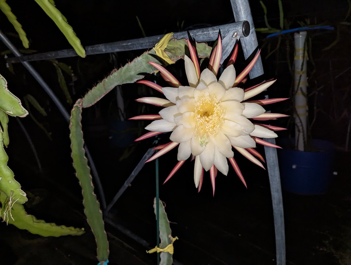 SpicyExotics's tweet photo. Stunning bloom from a new variety called La Catrina is coming soon to @SpicyExotics. #SpicyExotics #DragonFruit #Pitahaya https://t.co/YdoDtN5PSl