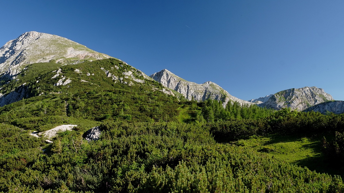 Rupert Seidl (@rupertseidl) on Twitter photo Interested in the dynamics of subalpine forests? Want to study novel disturbance regimes with particular focus on invasive alien pathogens? Come join us for a PhD <a href="/edfm_tum/">Ecosystem Dynamics and Forest Management TU Munich</a> & #BerchtesgadenNP, studying mountain pine dynamics. Full job ad (DE/EN) here: nationalpark-berchtesgaden.bayern.de/service/karrie… Interested in the dynamics of subalpine forests? Want to study novel disturbance regimes with particular focus on invasive alien pathogens? Come join us for a PhD <a href="/edfm_tum/">Ecosystem Dynamics and Forest Management TU Munich</a> & #BerchtesgadenNP, studying mountain pine dynamics. Full job ad (DE/EN) here: nationalpark-berchtesgaden.bayern.de/service/karrie…