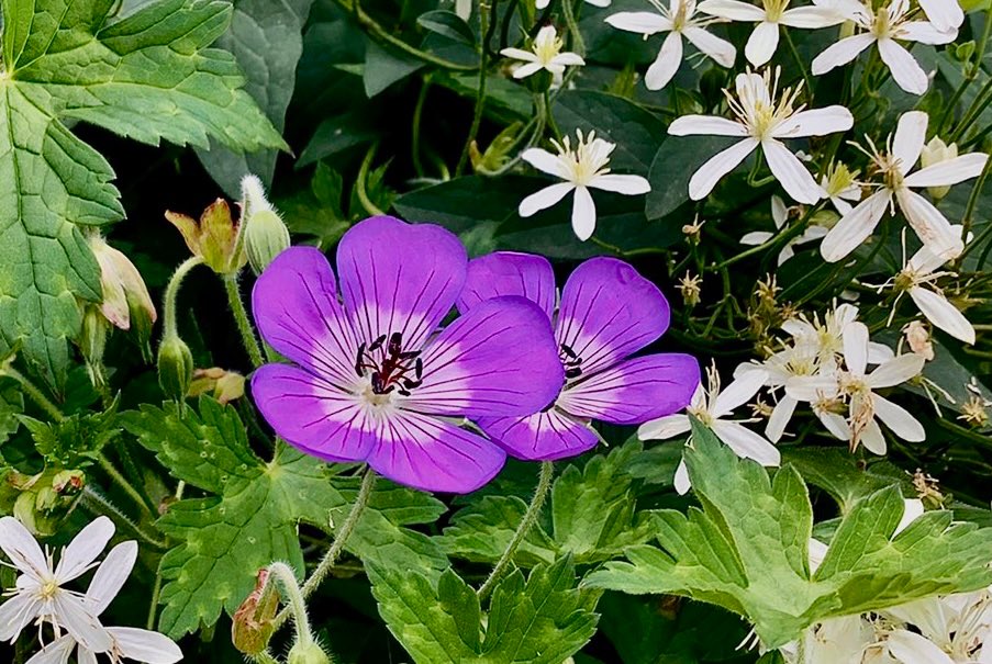 good #thursdaymorning 🌸🌸

#bekind my #friends but bear in mind #kindness is an action the act of being #kind is rooted in #love and #compassion✨

#beautiful day💫
be safe

#myphoto #nature #mentalhealth #wellness #mindful #life #joy #thursdayvibes #motivate #inspire #quote