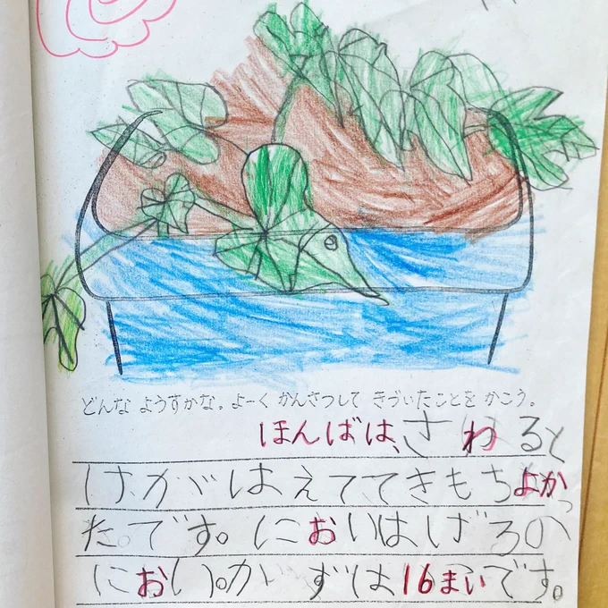 6歳児のあさがお日記の絵が上手い。でも「においはげろのにおい」が気になりすぎる。気になりすぎて朝顔を嗅ぎに行ったけどにおいはしなかった。