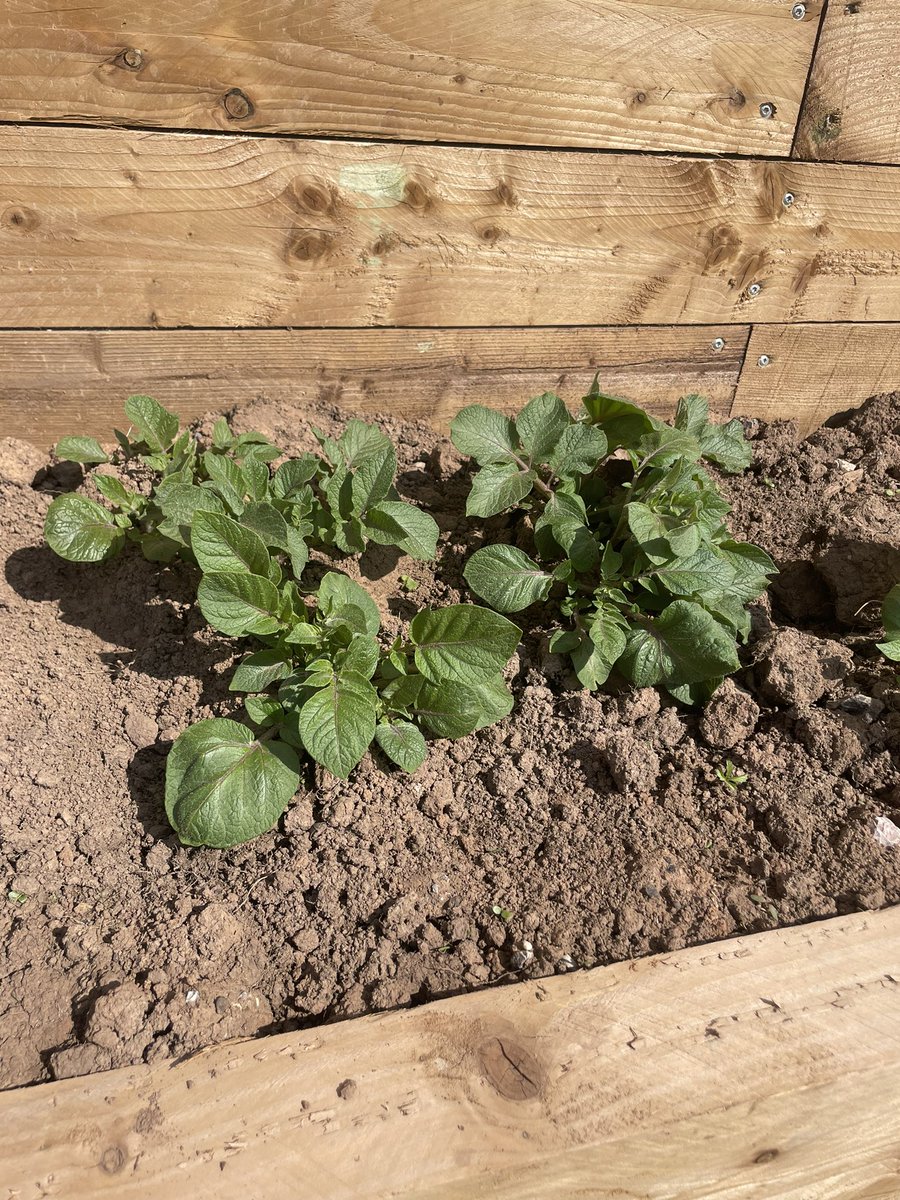 StevePhillips85's tweet image. Random potato patch growing in the new compound #lifefindsaway  👌🏻