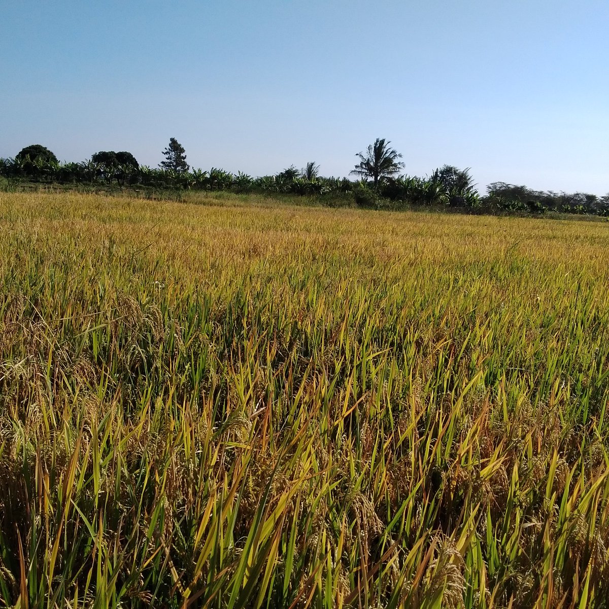 gatwiri_c's tweet photo. Rice fields of Taveta.
I had no idea Taveta grows so much rice, and couldn't believe the potential for expansion. This variety is called Kwamboka with yields of 45-55 bags per acre (unmilled). 
And yet we still import rice from Asia https://t.co/7hv4An8nm5