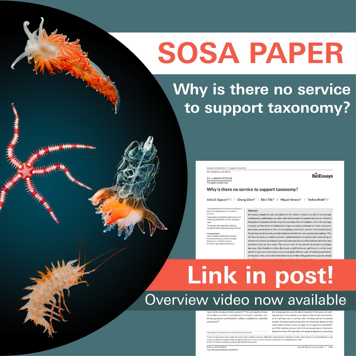 SOSA (@oceanspecies_) on Twitter photo Did you get a chance to read our #BioEssayspaper: ๐๐ก๐ฒ ๐ข๐ฌ ๐ญ๐ก๐๐ซ๐ ๐ง๐จ ๐ฌ๐๐ซ๐ฏ๐ข๐๐ ๐ญ๐จ ๐ฌ๐ฎ๐ฉ๐ฉ๐จ๐ซ๐ญ ๐ญ๐๐ฑ๐จ๐ง๐จ๐ฆ๐ฒ? tinyurl.com/SOSATaxonomy
If not, now you can get all the key points from our ๐จ๐ฏ๐๐ซ๐ฏ๐ข๐๐ฐ ๐ฏ๐ข๐๐๐จ, here: youtu.be/E8q3KJor_F8 Did you get a chance to read our #BioEssayspaper: ๐๐ก๐ฒ ๐ข๐ฌ ๐ญ๐ก๐๐ซ๐ ๐ง๐จ ๐ฌ๐๐ซ๐ฏ๐ข๐๐ ๐ญ๐จ ๐ฌ๐ฎ๐ฉ๐ฉ๐จ๐ซ๐ญ ๐ญ๐๐ฑ๐จ๐ง๐จ๐ฆ๐ฒ? tinyurl.com/SOSATaxonomy
If not, now you can get all the key points from our ๐จ๐ฏ๐๐ซ๐ฏ๐ข๐๐ฐ ๐ฏ๐ข๐๐๐จ, here: youtu.be/E8q3KJor_F8