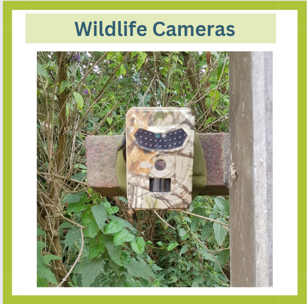 Wildlife cameras can help identify areas where badgers are accessing farmyards and help prioritise where to focus badger proofing biosecurity measures such as sheeted gates, electric fencing and even just shutting feed store doors at night. https://t.co/FfDv7bDu7I