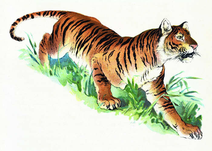 Over several centuries, the tigers have met their fate  reverence, cruelty, patronage or conservation designed by rulers of various dynasties of India depending on personal interest or cultural context...

#SavingourStripes #tigers #conservation #projecttiger #tigers #forest