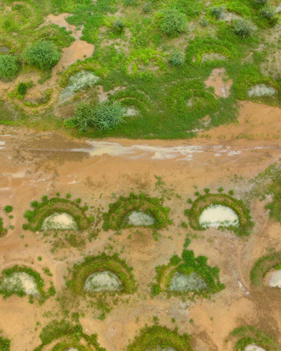 ShareTheMealorg's tweet photo. It’s M🌕🌕n Day!

Our moon is amazing… and so are half moons! Like these ones pictured in Niger.

Over time, these semi-circle structures improve soil moisture and fertility, allowing crops to grow even with little rainfall.

#moonday #halfmoons #niger #sharethemeal https://t.co/BI9GNTAPJA