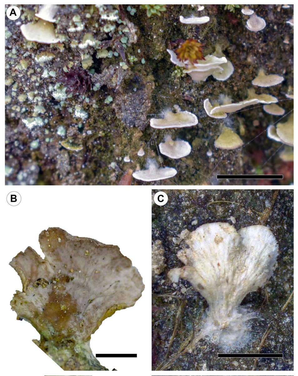 nayakasanjeeva's tweet photo. Happy announce publication of a new basidiolichen 'Cephellostereum indicum' in the recent issue of @Phytotaxa. For the first time we used the ITS sequence in support of our morphological observations. The work is supported by @serbonline 
@csirnbrilko @debnathambikes @lichen_nbri https://t.co/egBqJeY6eY