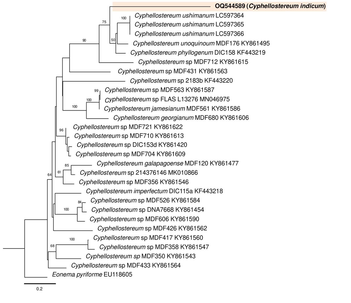 nayakasanjeeva's tweet photo. Happy announce publication of a new basidiolichen 'Cephellostereum indicum' in the recent issue of @Phytotaxa. For the first time we used the ITS sequence in support of our morphological observations. The work is supported by @serbonline 
@csirnbrilko @debnathambikes @lichen_nbri https://t.co/egBqJeY6eY