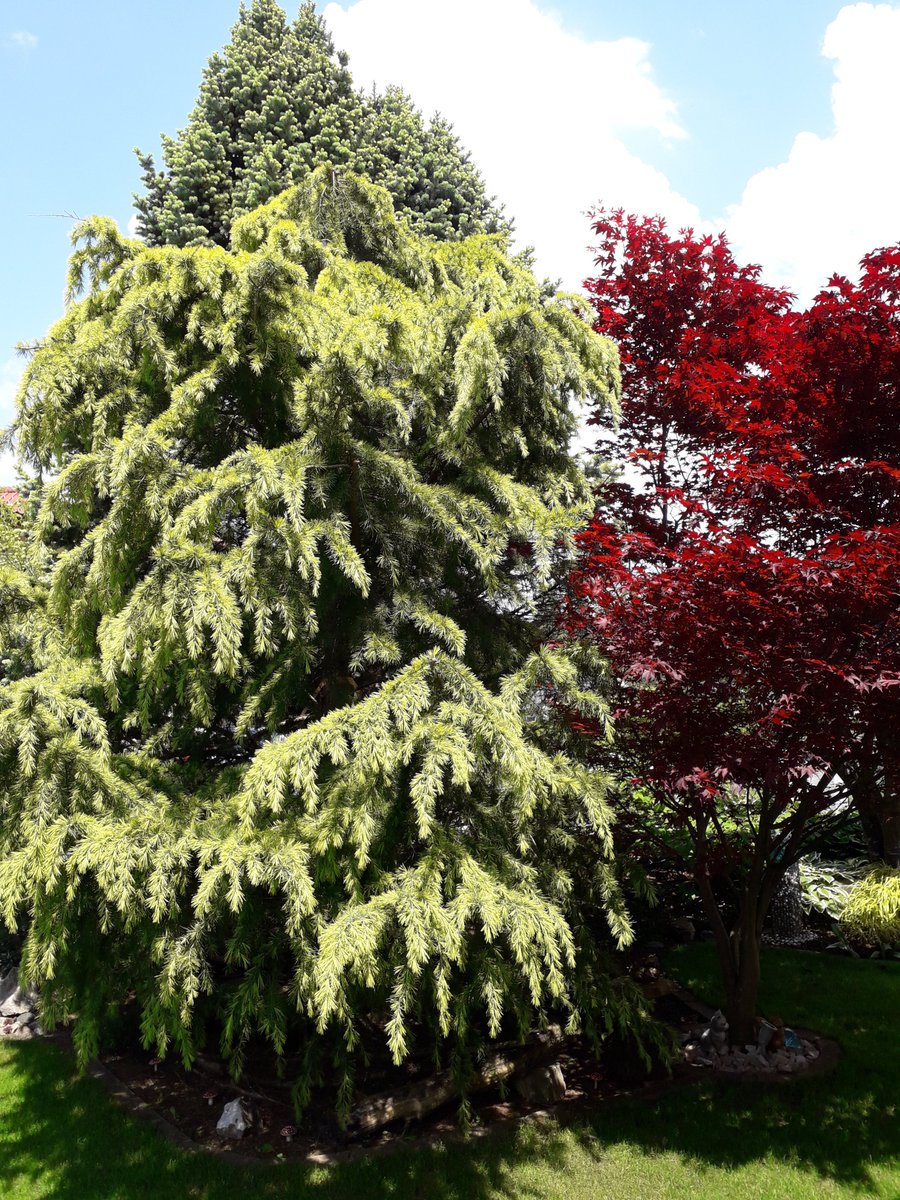 Die Bäume erzeugen Sauerstoff und dienen als Staubfilter und Kühlung.

blumen-lieferdienste.de/pflanzenschutz…