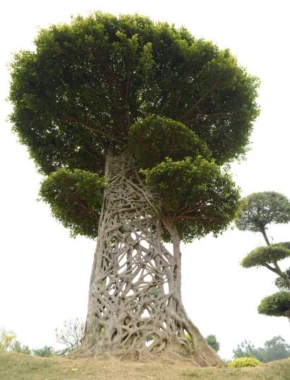 This is a strangler fig tree, Inside this tree is a hollow space where a different tree stood The strangler fig's seeds have made their way into the canopy of a host tree and germinated. As the fig's roots grow, they cascade down the trunk, Once they are in the ground it…