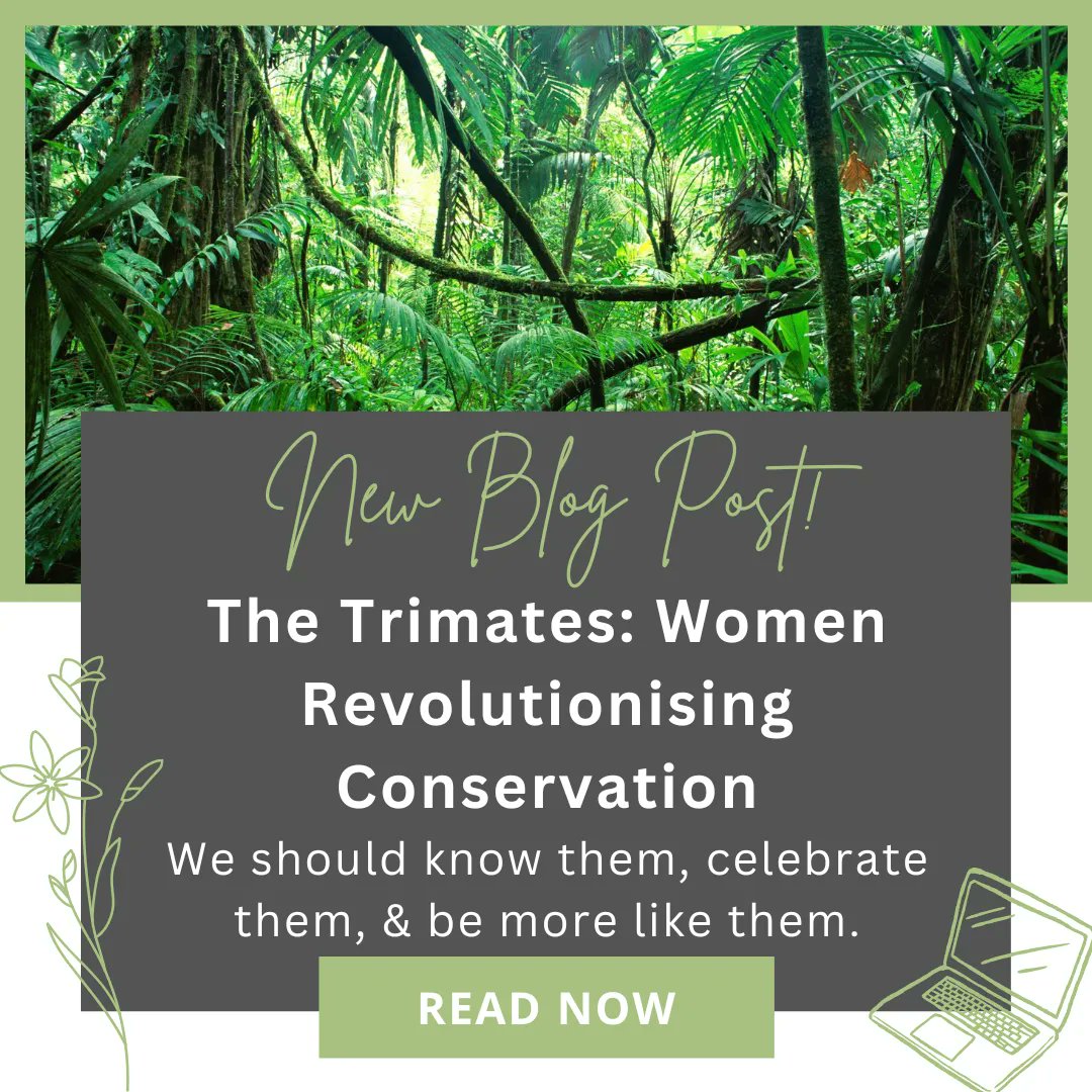 curiousenviron's tweet photo. Let’s take a trip back to the mid-20th century when not much was known about hominids, Louis Leaky was putting together a team to learn more about great apes - surely the study of our closest animal cousins would lead to fascinating results? 
https://t.co/8WXmsz3vET 
#TheTrimates https://t.co/eJ17sLw2tn