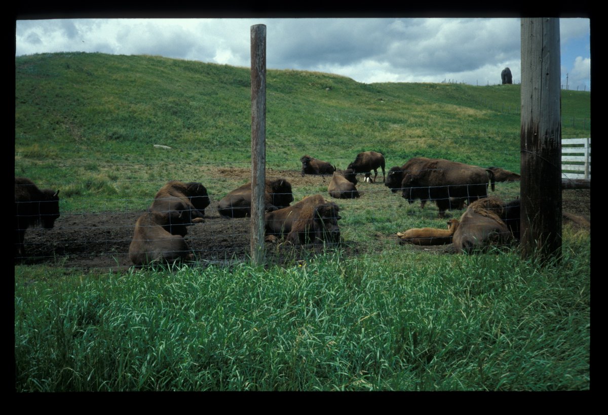 JacoBloek's tweet photo. Diese Woche vor 30 Jahren: Durch die Great Plains zu den Rockies. Von Minnesota via North Dakota nach Montana. Big Sky. Zum ersten Mal auf dieser Reise unendlich scheinende Strassen bis zum Horizont. Und immer wieder Chris Whitley. https://t.co/nMMC6WYShO #flashback1993 https://t.co/Sth6sFMnY0