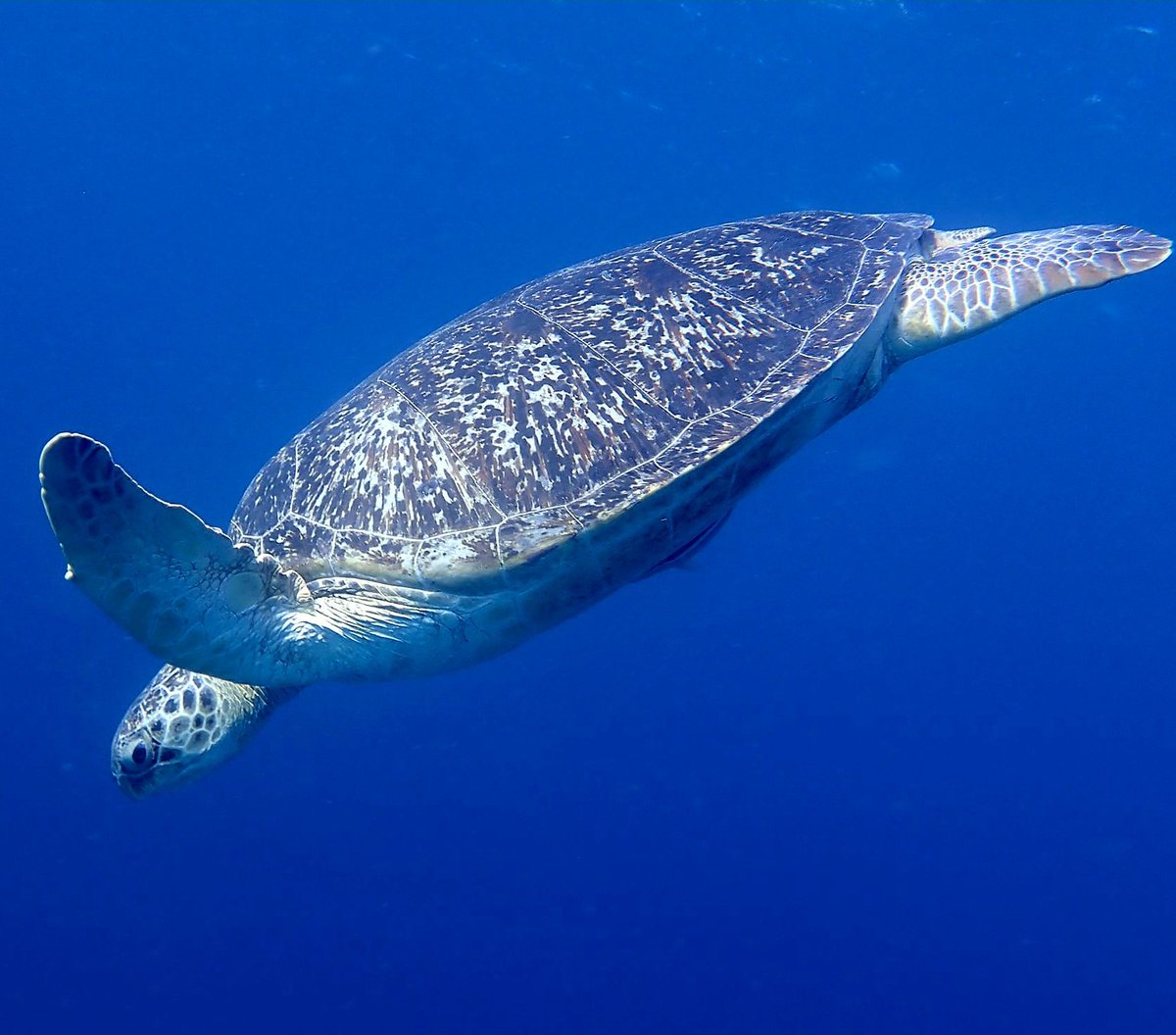 I'm beyond thrilled that this turtle, over 1m in length, came to say hi to me today. #turtle #giliair #Indonesia