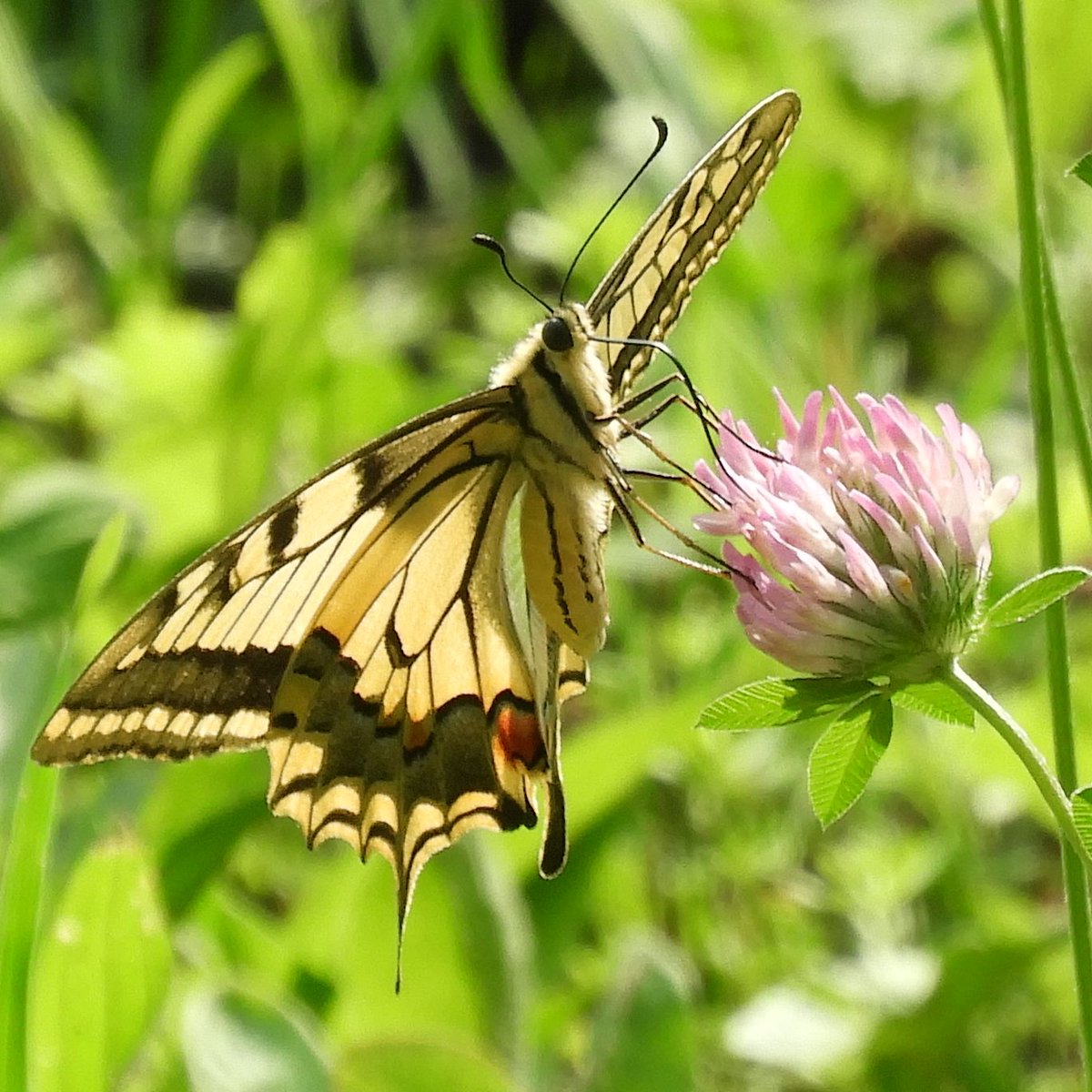 georggmuer's tweet photo. .#ProNatura #ColorfulNature
#SummerVibes 🍀
#Schwalbenschwanz
Brähenstrasse Männedorf
#Swallowtail #Swallowtailbutterfly #ButterflyLover #Butterfly #Papillon2023 #NikonEurope #NikonCoolpixB700 #WildeNachbarn #ZürcherWanderwege #GGMLive #CreateYourLight #ThePhotoHour #Moments2023 https://t.co/KP4rckdfL6