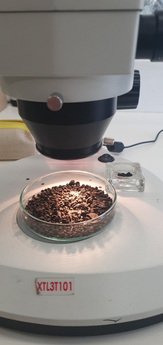 Lariense's tweet image. Lots of amazing plant remains (and food!) coming from our field school samples SKIPSEA 2023 @UoYArchaeology @UniOfYork @elaine_jamieson @Jim_Leary