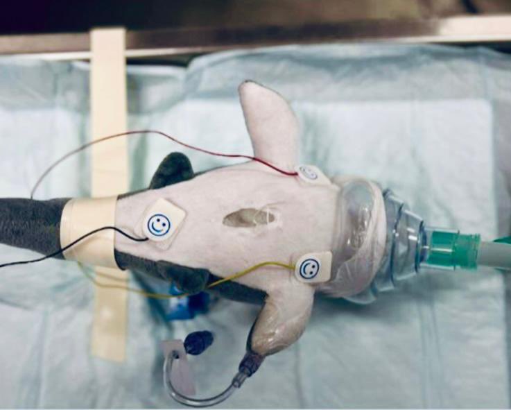 hopital_necker's tweet image. La magie de la pratique en pédiatrie : prendre en charge les patients dans leur globalité. 
Un doudou soigné pour amuser et réduire le stress d’un petit patient avant  son intervention chirurgicale. @hopital_necker @APHP 
#PEDIATRIE #ibode #infirmiers #infirmiere