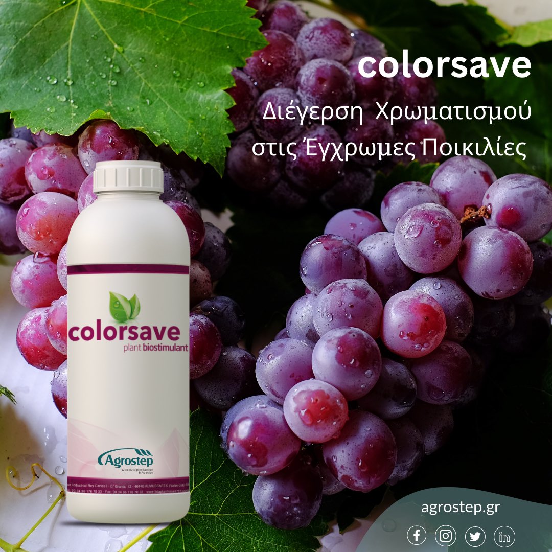 Agrostep_'s tweet photo. 🍇 Με το #colorsave θα πετύχεις ομοιόμορφο και φυσικό χρωματισμό στις έγχρωμες ποικιλίες σταφυλιού. 🍇 🥇

🔔 Εδώ θα βρεις περισσότερες πληροφορίες για τον τρόπο δράσης του: https://t.co/jUzZ94HLCT

#agrostep #grapes #biostimulants #color #colorsave #plantnutrition #σταφύλι https://t.co/SR1CD9brUk