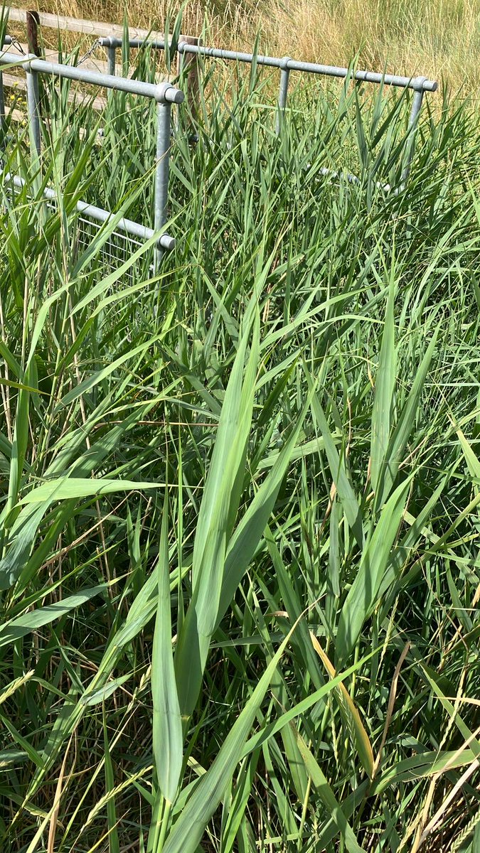 Before and after photos of a weed screen at #Sandwich #TidalDefence well done #TeamEA ⁦<a href="/EnvAgencySE/">Environment AgencySE</a>⁩