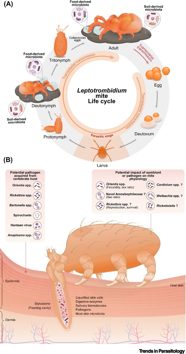TrendsParasitol's tweet photo. In this issue: The #chigger #microbiome: big questions in a tiny world, authored by Kittipong Chaisiri, Piyada Linsuwanon and Benjamin Makepeace. @MoarHeinetonk @MahidolU @LivUni_IVES @LivUni #Trombiculid #Mite #Orientia #Rickettsia #Hantavirus
https://t.co/DCzs9ll59E https://t.co/APRO90EVzr