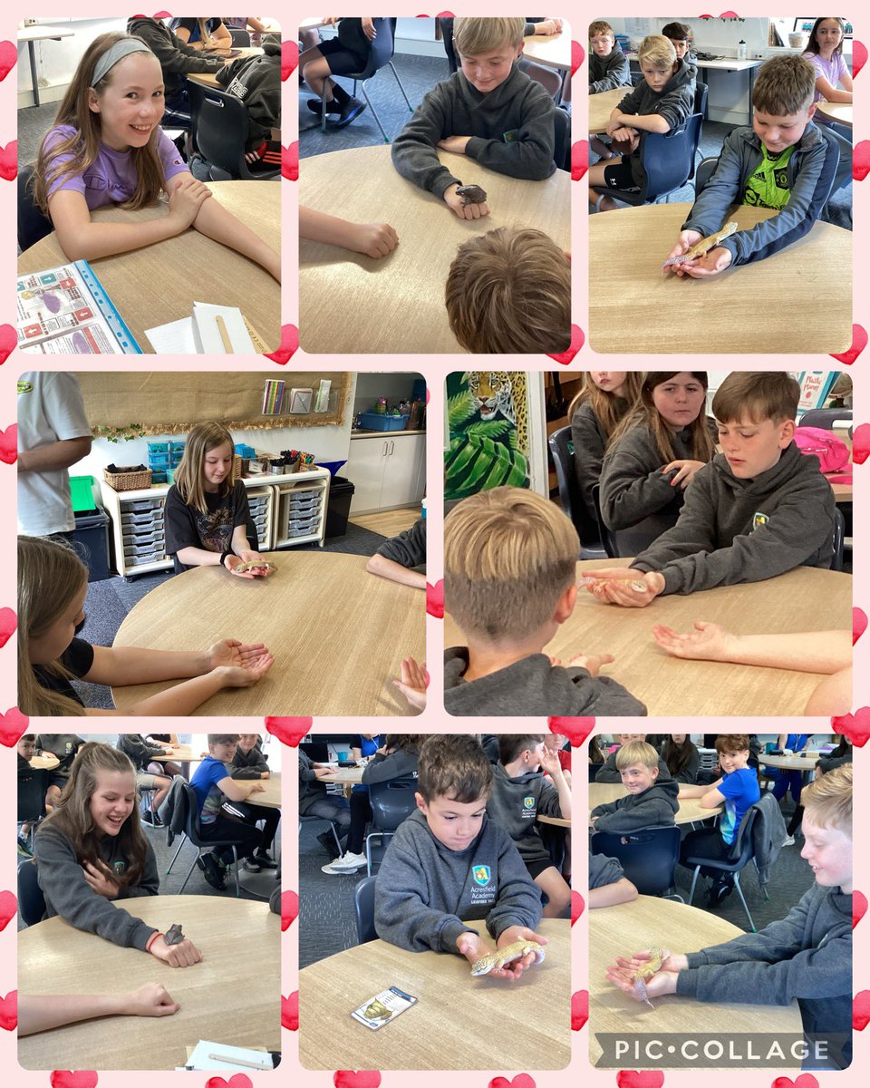 Acresfield1's tweet image. The Jaguars are loving their reward day so far! Lots more photos to follow! @AnimalsTakeOver