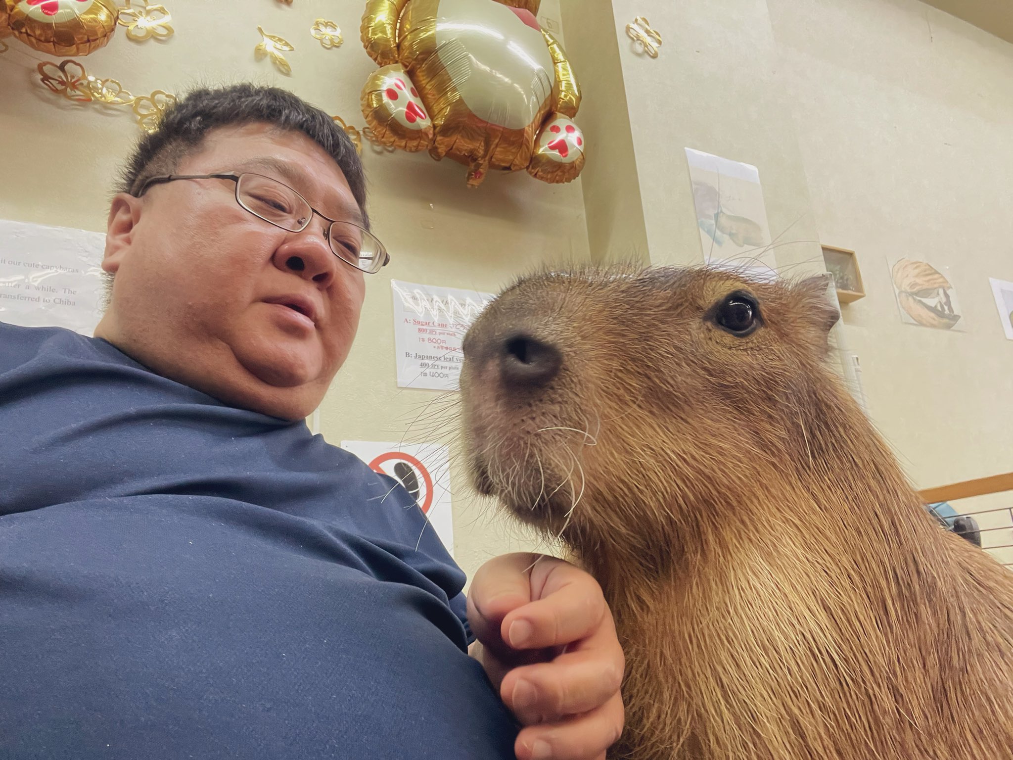 Capybara Cafe Tokyo area CapybaraLand カピバランドPUIPUI on X: ロンくんは毎日楽しく遊んでます🙂  Ron boy looks happy everyday. THURSDAY July 20, 2023 ⛅️ We got only 8  visitors today 😢 Current achievement rate of the number