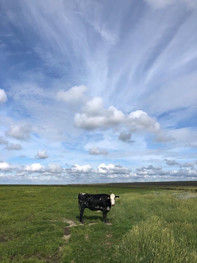 DeGeneraal_NL's tweet photo. De brandweer kwam een koetje redden in #HetBildt…
🙂👍🏻🐄🐮🚒👩🚒 https://t.co/a4Ep46Ks3e