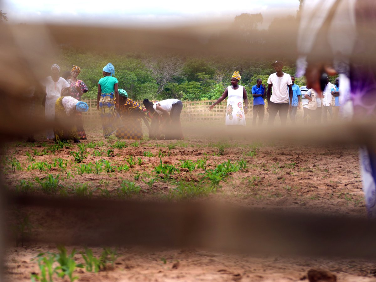 🌍 Les techniques ancestrales font leur retour ! En #GuinéeBissau, les agricultrices récupèrent les connaissances anciennes telles que le compostage, les engrais naturels et la lutte contre les ravageurs! #améliorerlesol #combattrelesparasites #AgricultureDurable