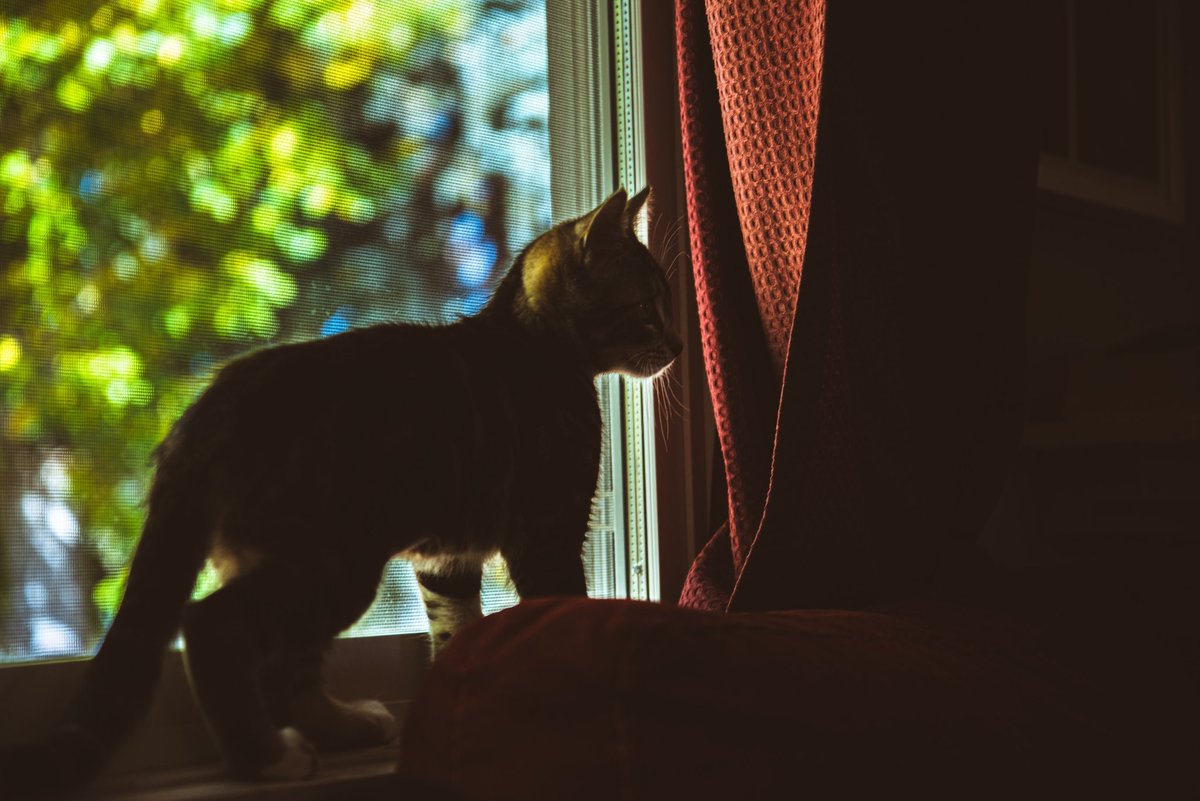 dalla finestra 
felpata come un gatto
entra la brezza

-c_c

#haiku #BuongiornoATutti #20luglio #haikuitaliano #estate2023 #ScrivodellEstate #haikuchallenge #buongiornouncazzo #VentagliDiParole #17sillabe
#CambiamentoClimatico #ScrivoArte #poesiagiapponese