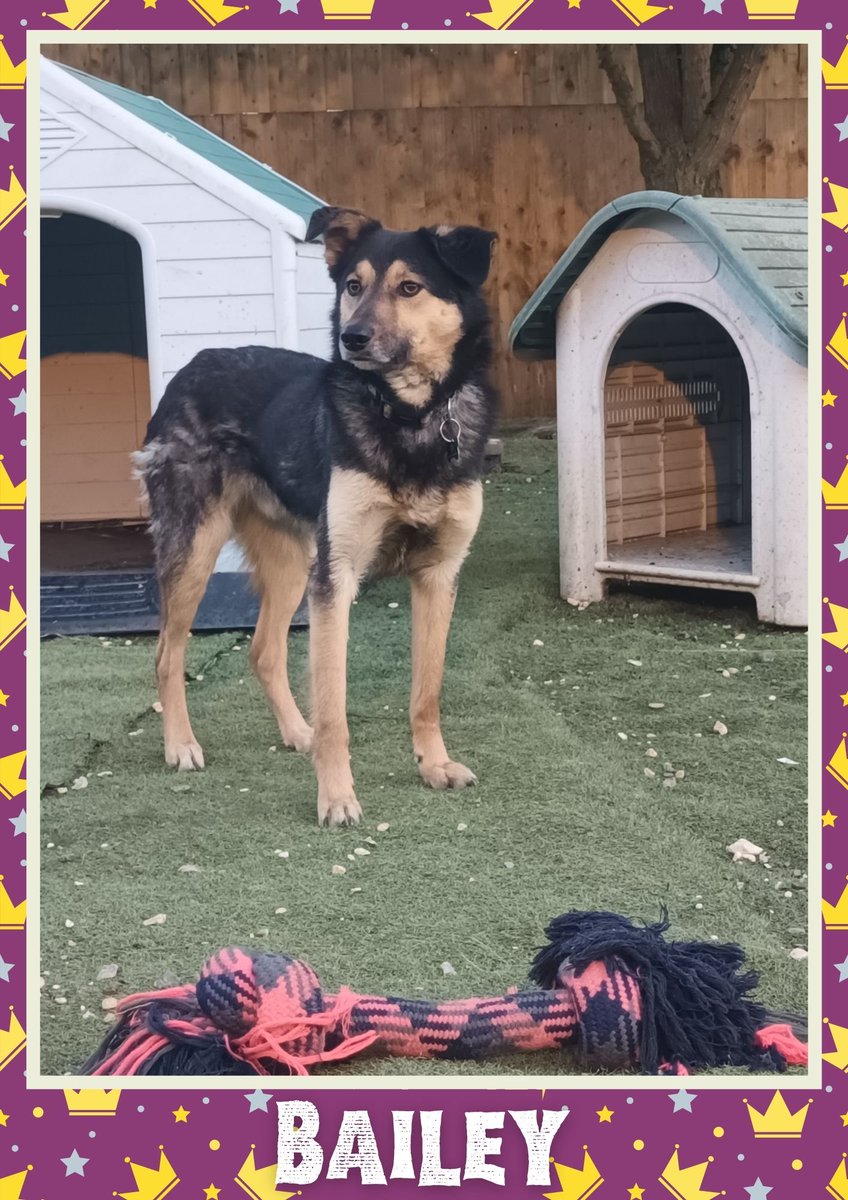 OakwoodRescue's tweet photo. Bailey would like you to retweet him so the people who are searching for their perfect match might just find him 💚🙏 https://t.co/75eERcMX47 
#teamzay #dogsoftwitter #rescue #rehomehour #adoptdontshop #k9hour #rescuedog #adoptable #dog https://t.co/2tlpjbcoHa