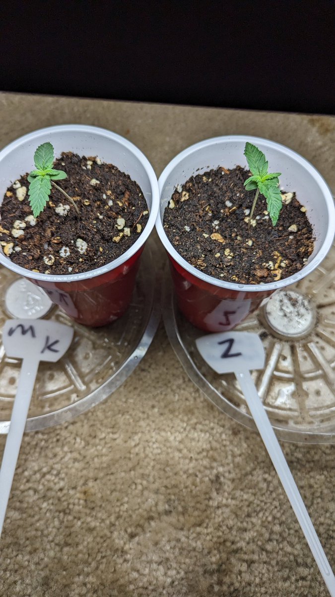 IGROWmids710's tweet photo. Good morning you ALL &amp; happy #Fridayeve back here at the EXPERIMENTAL auto OUTDOOR &amp; Zkittles is back in lead but BOTH are looking💪 #MagicKush #Zkittles #AUTOS #WakeNBake #growyourown #HomeGrown https://t.co/CaLYZArN82