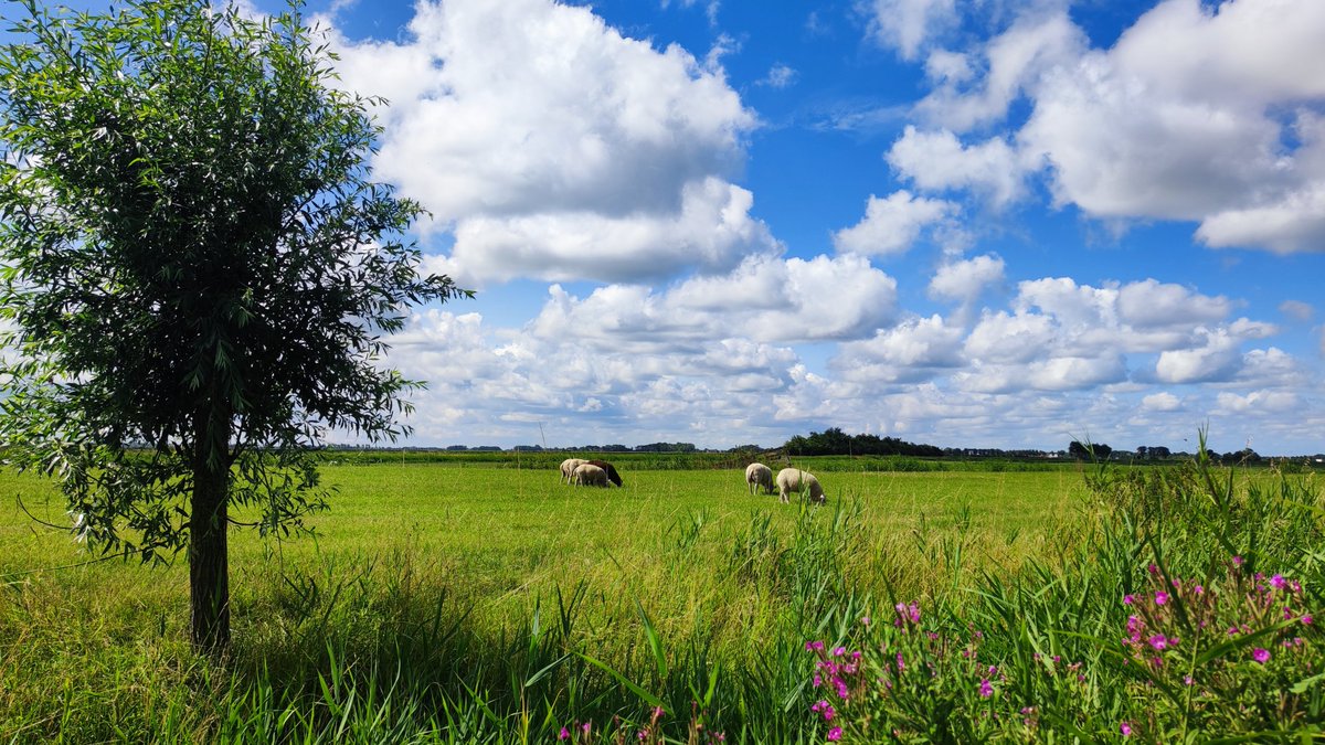 Tim Zijlstra tweet media