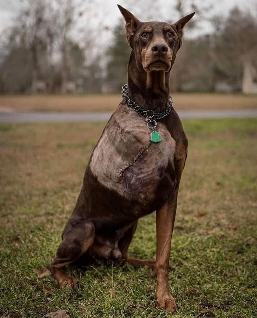 The Dalbo Dog tweet media