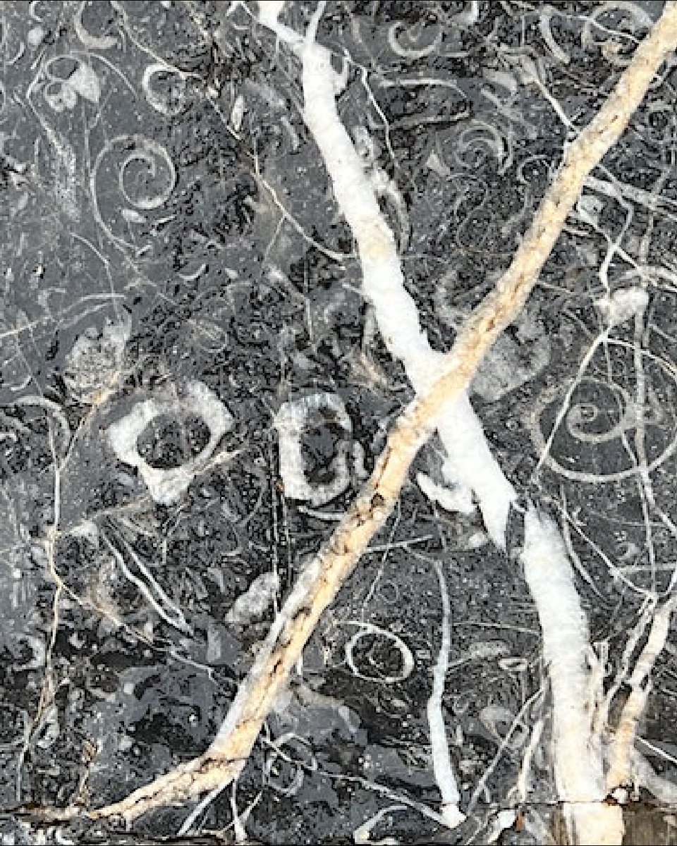 🎫 Book now

<a href="/TaleblazersUK/">Taleblazers</a>  Geology of Hopes Nose guided tour.

📍 Meet at the entrance to Hopes Nose 
🗓️ Saturday 29 July 
⏰ 9.00am - 11.00am

Tickets: orlo.uk/hF6nX

#ERUGGp #EnglishRiviera #Torquay #Geopark #UNESCO