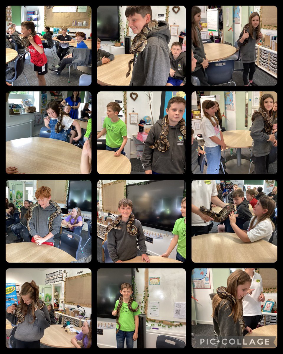 Acresfield1's tweet image. More photos from this morning! The Jaguars loved seeing all the different animals 🐸🐍 🤩 @AnimalsTakeOver