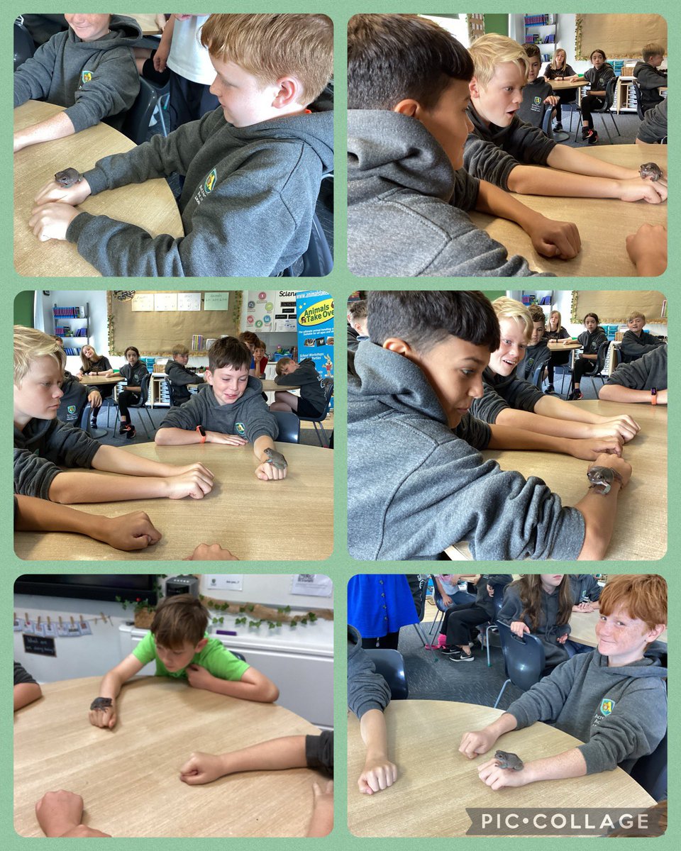 Acresfield1's tweet image. More photos from this morning! The Jaguars loved seeing all the different animals 🐸🐍 🤩 @AnimalsTakeOver