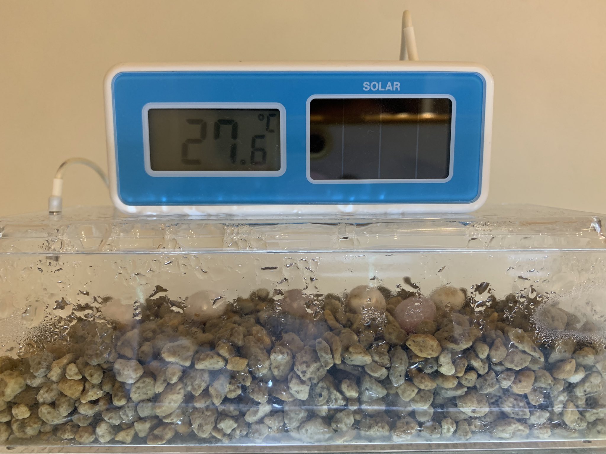 三毛猫さん (@mikeneko5569) / X