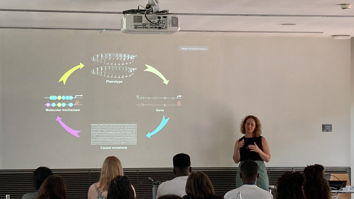 Now the amazing @Ella_Preger takes it away explaining the detective work and approaches to go from phenotype to molecular mechanism #EMBODrosphila