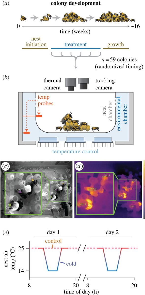 Colony size buffers interactions between neonicotinoid exposure and cold stress in #bumblebees #ProcB #OpenAccess ow.ly/aJzf50PgTRY #Behaviour #BiologicalApplications @jamesdcrall