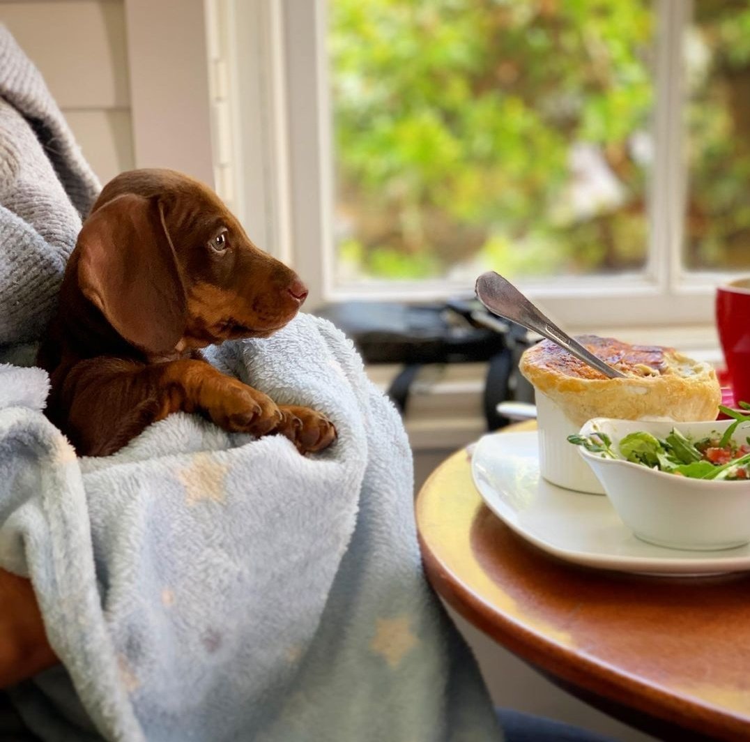 cafecharles_ct's tweet photo. Adorable customer yesterday 🐶 #puppylove

Have a look at our Menu online: https://t.co/4GuOIJRfi9 https://t.co/Dy2Ppwf454
