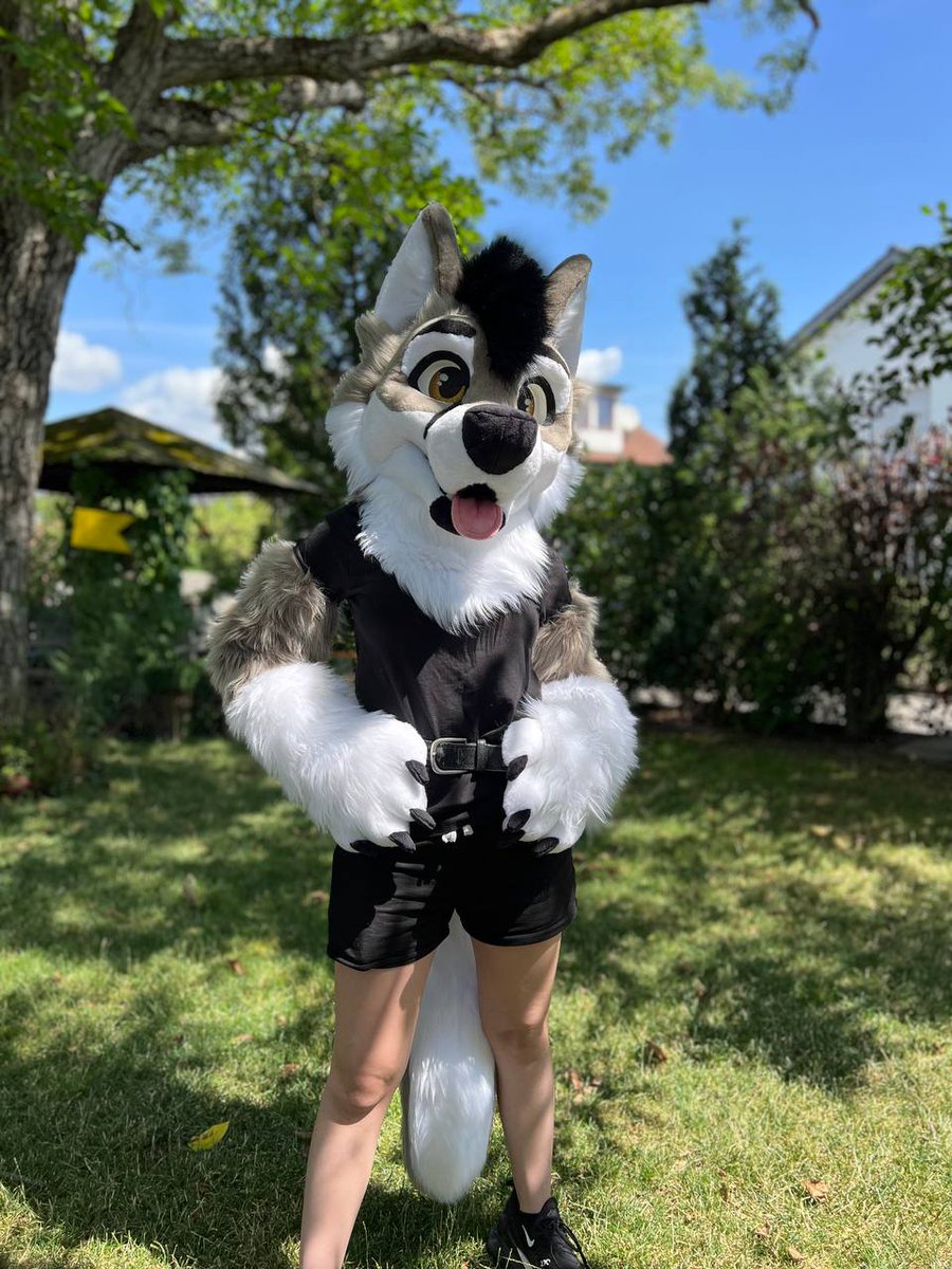 MilesFurStudios's tweet photo. Here he is! 
Finally got a (very smol) model to take some pictures. Everyone let's welcome Arctic to the MFS Family 🩵 https://t.co/L844obHSUm