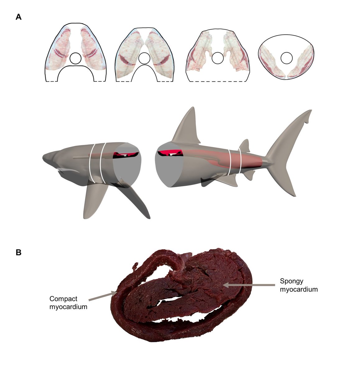Basking sharks are what now?! New paper led by @haleydolton where we document regional endothermy in our favourite giant filter feeding sharky 🔥. Interesting implications for evolution and ecological advantages of regional endothermy; we thought it was only seen in apex 🦈&🐟1/3
