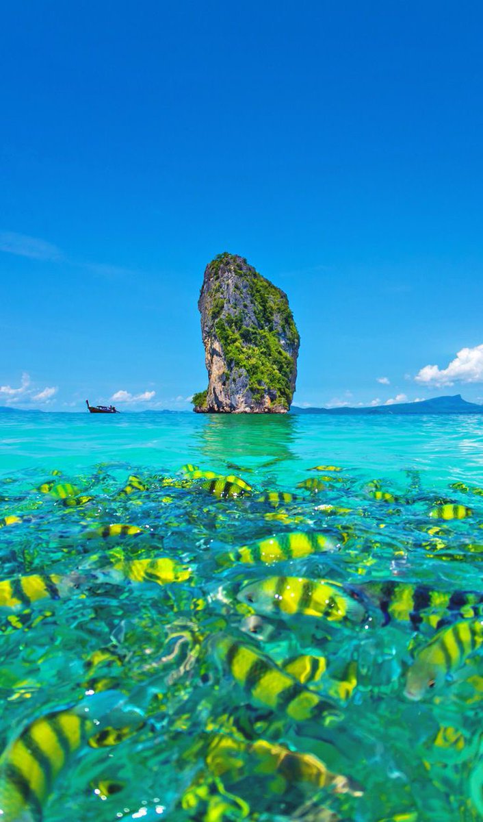 TRAVELDESIGN1's tweet photo. Phuket è l’isola più grande della Thailandia: perfetta fuga d’amore, destinazione da sogno e luogo in cui arricchirsi di bellezza.
Scopri il programma! (Link in bio)

https://t.co/784g9NWObV
--
🌴Le migliori destinazioni
🛏Resort da sogno
🛍Servizi personalizzati https://t.co/Fjq6kz2PR5