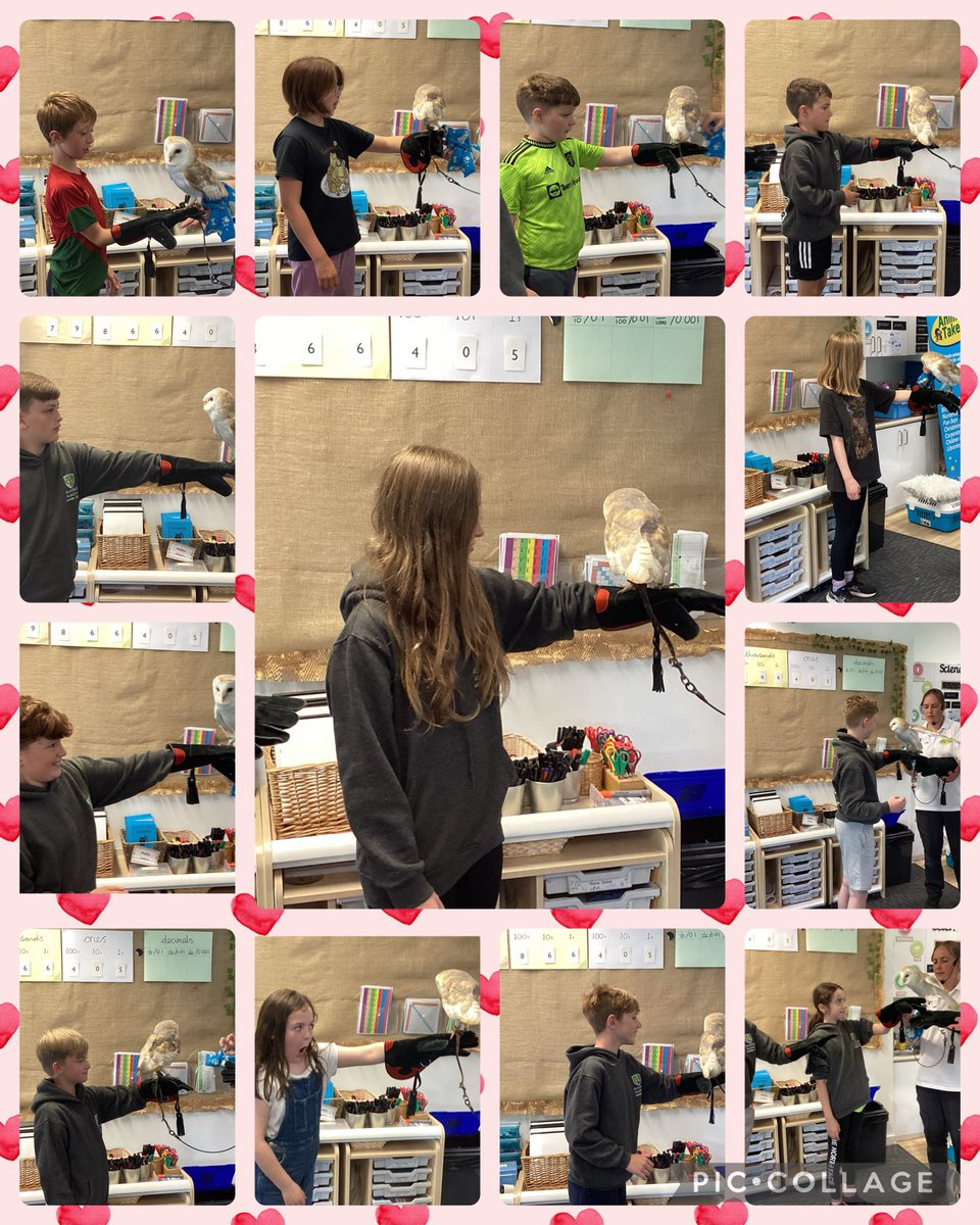 Acresfield1's tweet image. Owls, rabbits, guinea pigs, chinchillas, tree frogs, geckos, a snake and ferrets have all visited the Jaguars. @AnimalsTakeOver