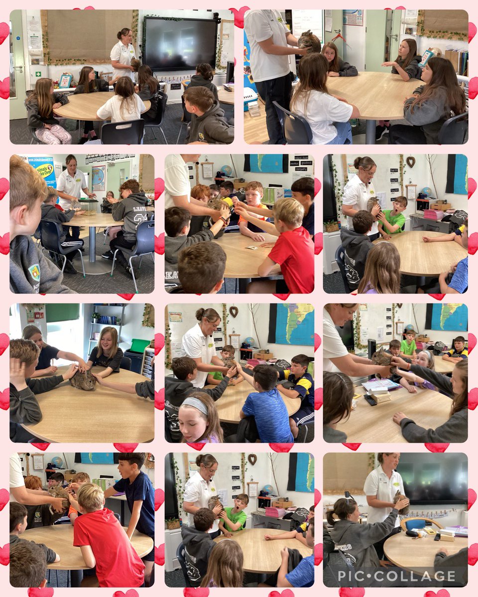 Acresfield1's tweet image. Owls, rabbits, guinea pigs, chinchillas, tree frogs, geckos, a snake and ferrets have all visited the Jaguars. @AnimalsTakeOver